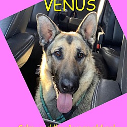 Photo of VENUS