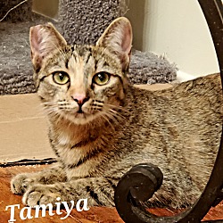 Thumbnail photo of Tamiya #3