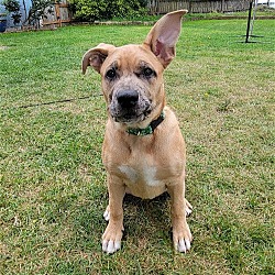 Thumbnail photo of Zola - Cutest Pittie Mix Pup #1