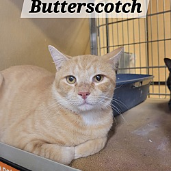 Thumbnail photo of Butterscotch #2