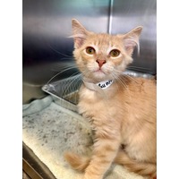 adopt-pet