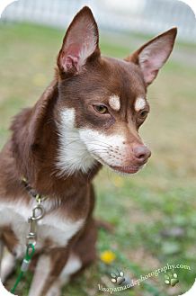 chihuahua mixed with husky