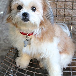 Thumbnail photo of Suki  - pending adoption #4