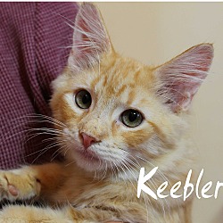 Thumbnail photo of Keebler #1