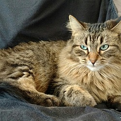 Thumbnail photo of Mickie-Maine Coon #2