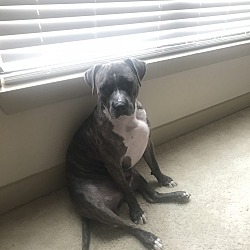 Calzini Da Uomo Felici Bull Terrier Inglese Vintage Harajuku - Foto 6