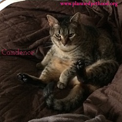 Thumbnail photo of Candence #2