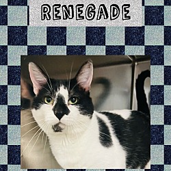 Photo of Renegade