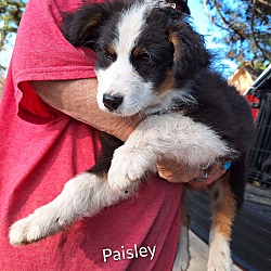Thumbnail photo of Paisley #3