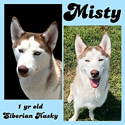 Thumbnail photo of Misty #2