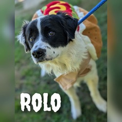 Thumbnail photo of Rolo #1