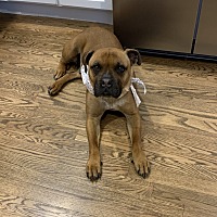 adopt a pet