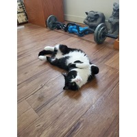 adopt-pet