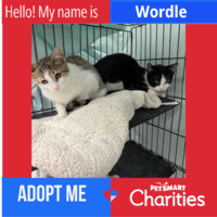 adopt a pet