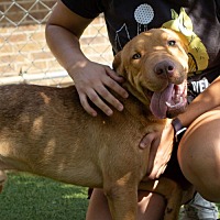 adopt a pet