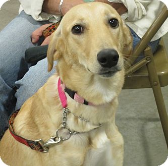 saluki lab mix