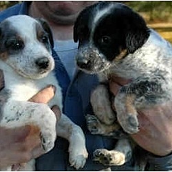 Photo of Aussie mix pups