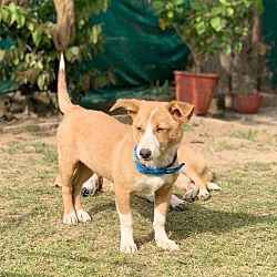 Thumbnail photo of Poppy-Indian Pariah pup #1