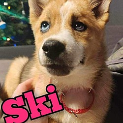 Thumbnail photo of Ski #1