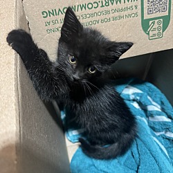 Photo of Black kitten