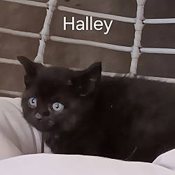 Thumbnail photo of Halley #2