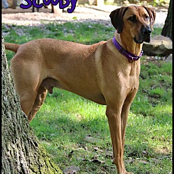 Thumbnail photo of Scooby #1