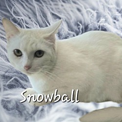 Thumbnail photo of Snowball #gentle-introvert #2