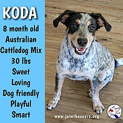 Thumbnail photo of KODA #1