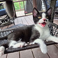 adopt a pet