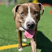 adopt a pet