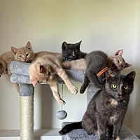adopt a pet
