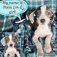adopt a pet