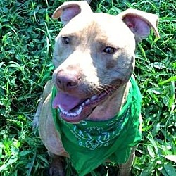 Thumbnail photo of Major - NEEDS FOSTER HOME #4