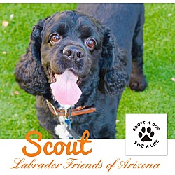 Thumbnail photo of Scout #4