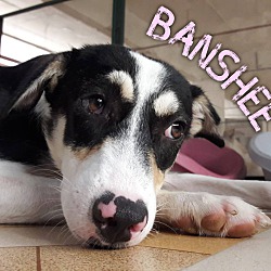 Thumbnail photo of Banshee #1