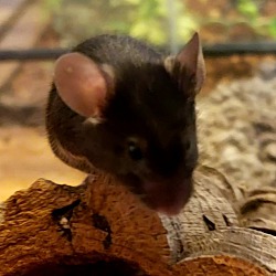 Photo of Mister Mouse