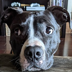 Photo of Molly