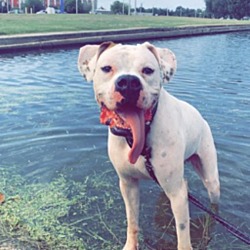 Photo of Atticus