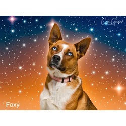 Photo of FOXY