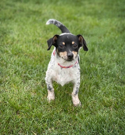 Elkhorn, WI - Dachshund. Meet Zane a Pet for Adoption - AdoptaPet.com