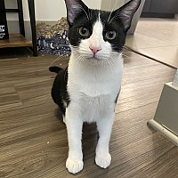 adopt a pet