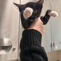 adopt a pet