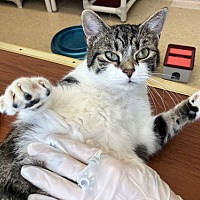 adopt a pet