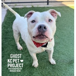 Photo of Ghost, adoptable senior American Pit Bull Terrier in Kansas City, Missouri
