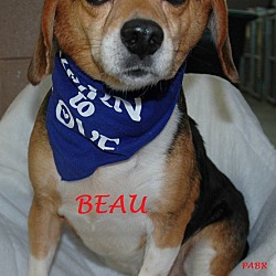 Thumbnail photo of BEAU #2