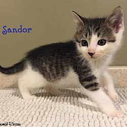 Thumbnail photo of Sandor -Adopted December  2016 #4