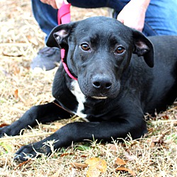 Thumbnail photo of Chelsey~adopted! #1
