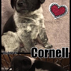Photo of Cornell