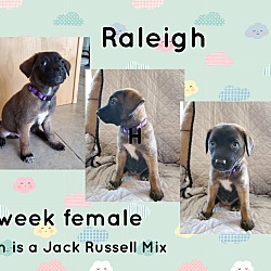 Thumbnail photo of RALEIGH 7 WEEK JACK RUSSELL #1