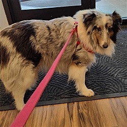 St. Louis Park, MN - Sheltie, Shetland Sheepdog. Meet Blair a Pet for ...